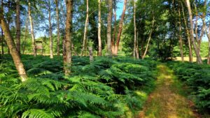 Darßer Urwald vor dem Weststrand